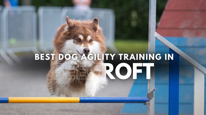 Best Dog Agility Training in Beecroft