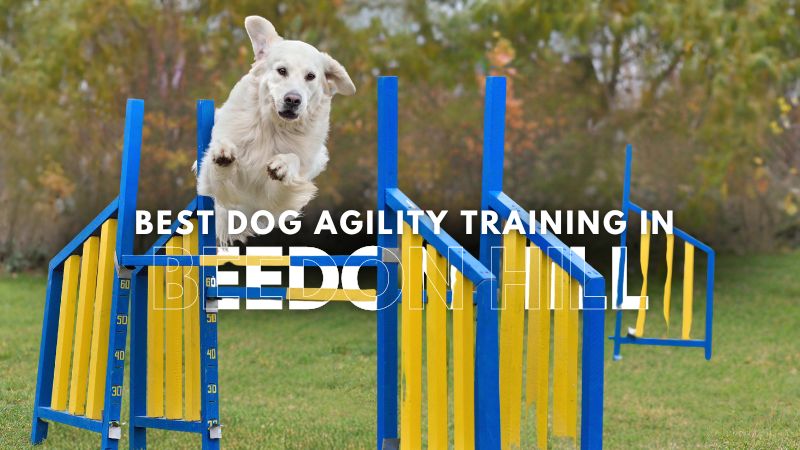 Best Dog Agility Training in Beedon Hill