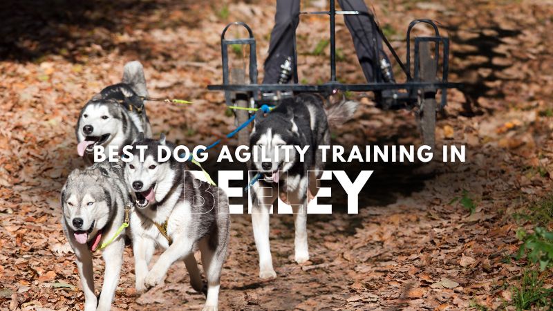 Best Dog Agility Training in Beeley