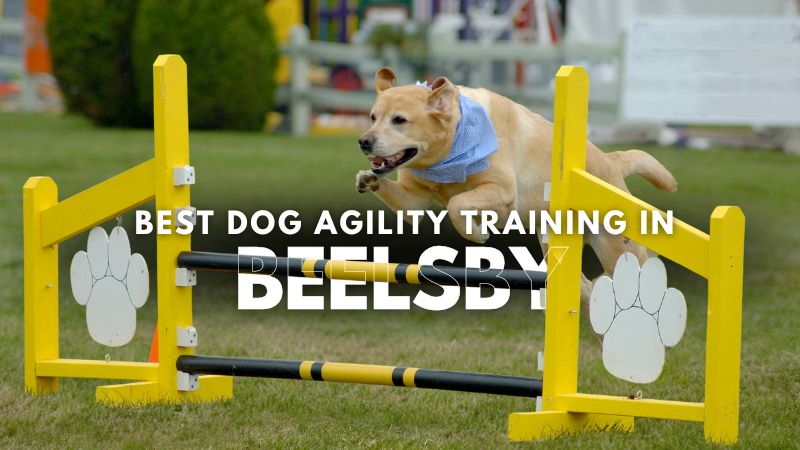 Best Dog Agility Training in Beelsby