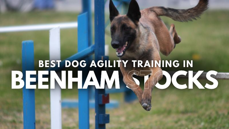 Best Dog Agility Training in Beenham Stocks