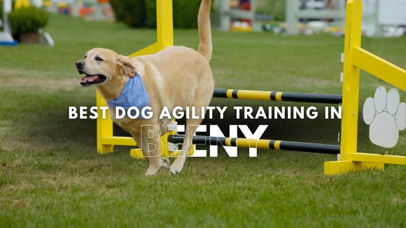 Best Dog Agility Training in Beeny