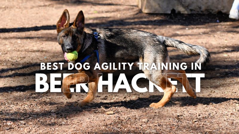 Best Dog Agility Training in Beer Hackett
