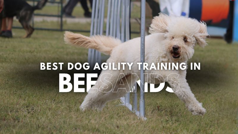 Best Dog Agility Training in Beesands