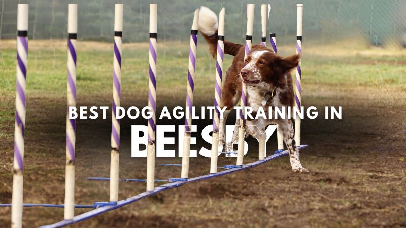 Best Dog Agility Training in Beesby