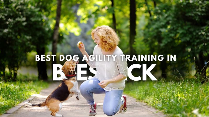 Best Dog Agility Training in Beeslack