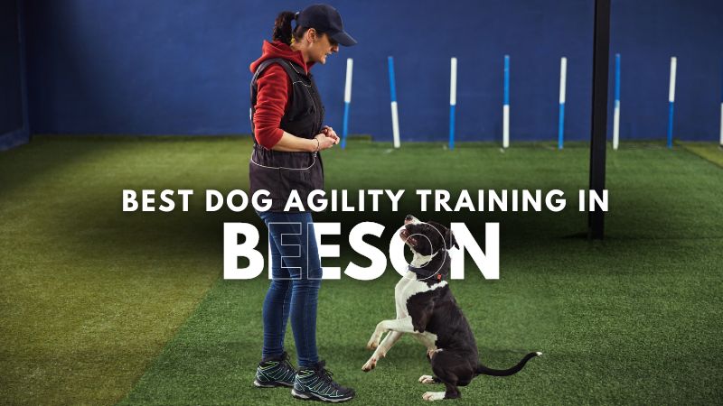 Best Dog Agility Training in Beeson