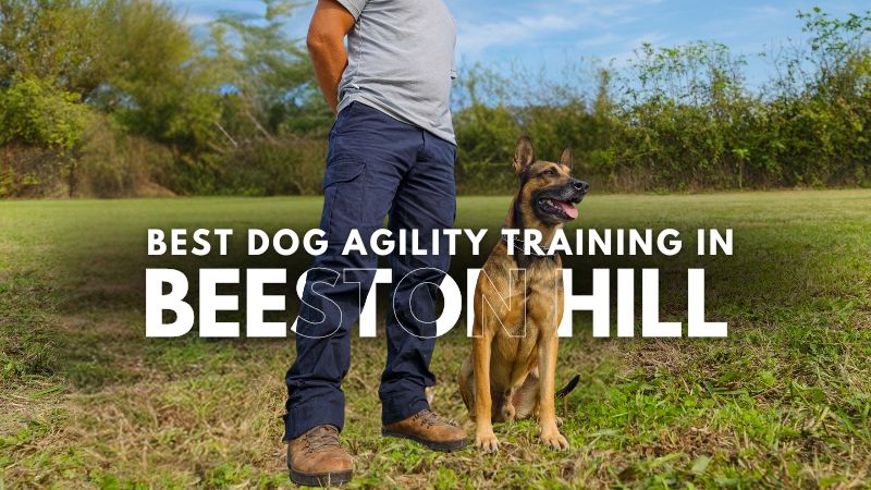 Best Dog Agility Training in Beeston Hill