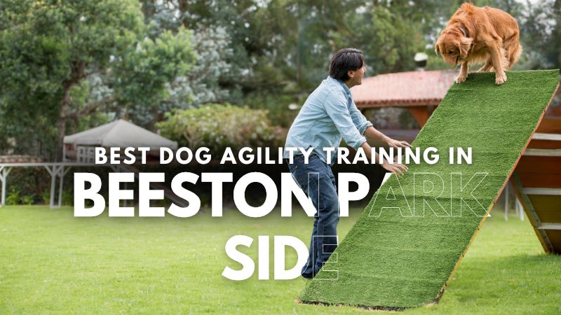 Best Dog Agility Training in Beeston Park Side