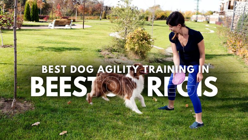 Best Dog Agility Training in Beeston Regis