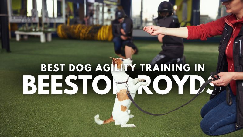 Best Dog Agility Training in Beeston Royds