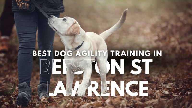 Best Dog Agility Training in Beeston St Lawrence