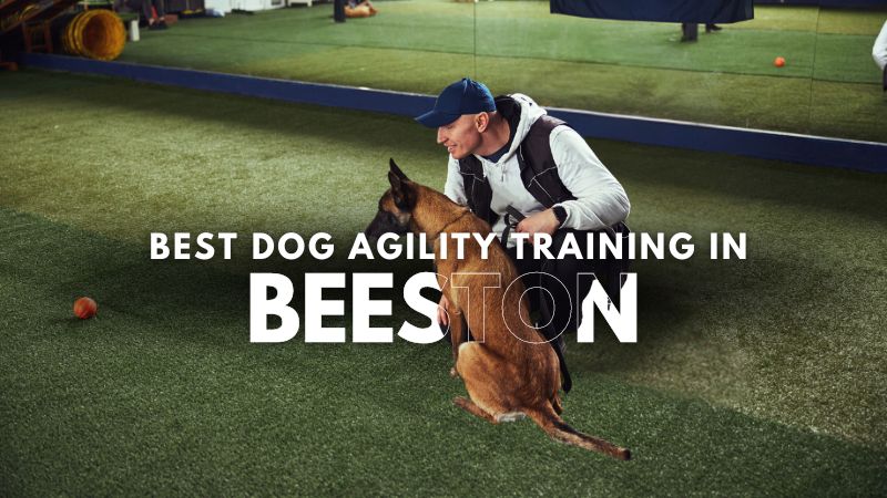 Best Dog Agility Training in Beeston