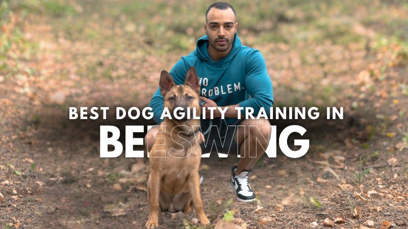 Best Dog Agility Training in Beeswing