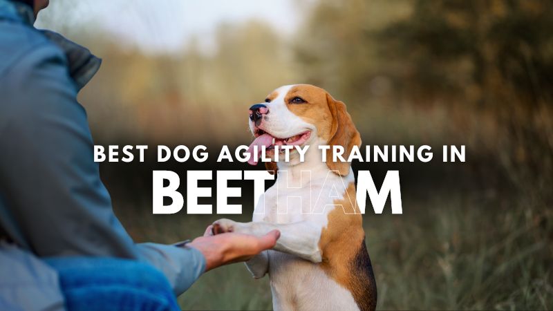 Best Dog Agility Training in Beetham