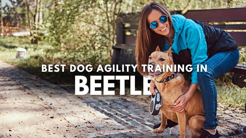 Best Dog Agility Training in Beetley
