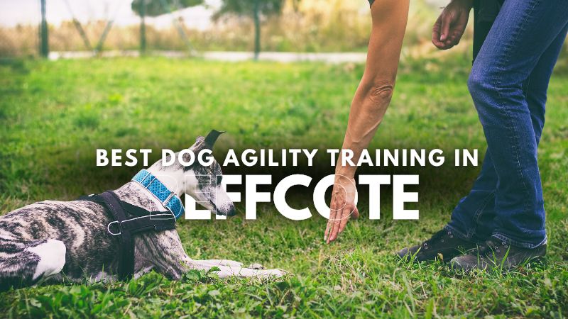 Best Dog Agility Training in Beffcote