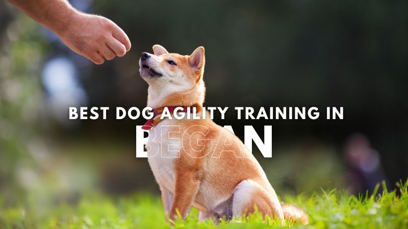 Best Dog Agility Training in Began