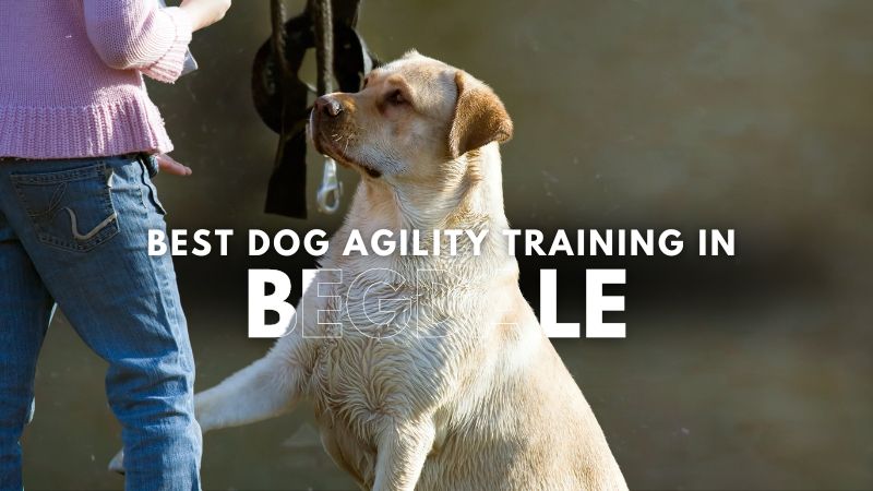 Best Dog Agility Training in Begdale