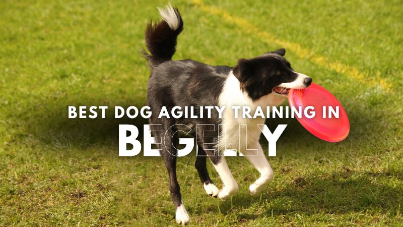 Best Dog Agility Training in Begelly