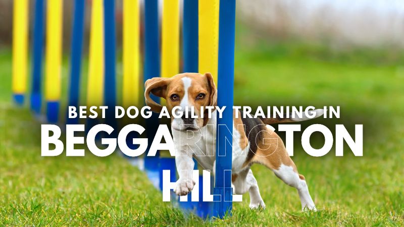 Best Dog Agility Training in Beggarington Hill