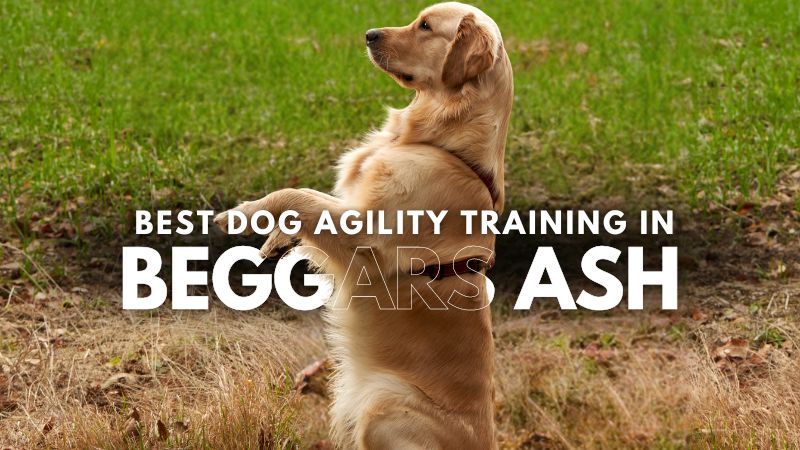 Best Dog Agility Training in Beggars Ash