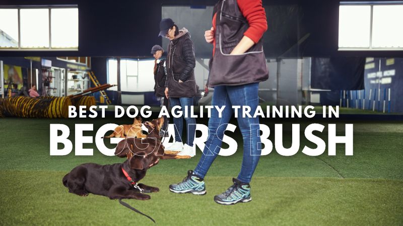 Best Dog Agility Training in Beggars Bush