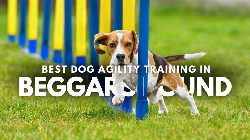 Best Dog Agility Training in Beggars Pound