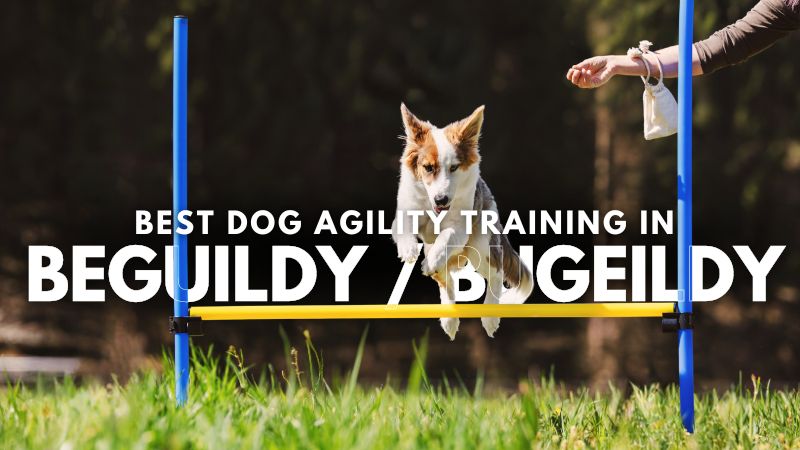 Best Dog Agility Training in Beguildy Bugeildy