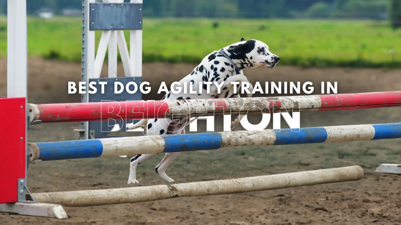 Best Dog Agility Training in Beighton