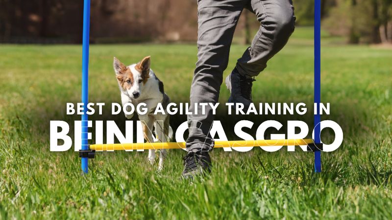 Best Dog Agility Training in Beinn Casgro