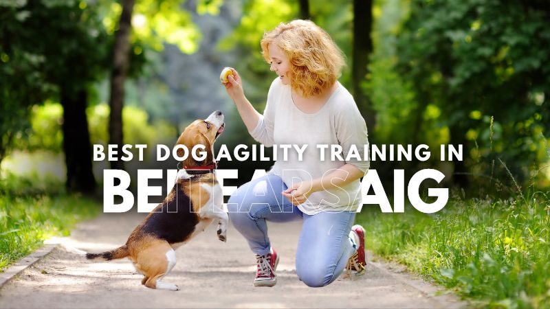 Best Dog Agility Training in Beitearsaig