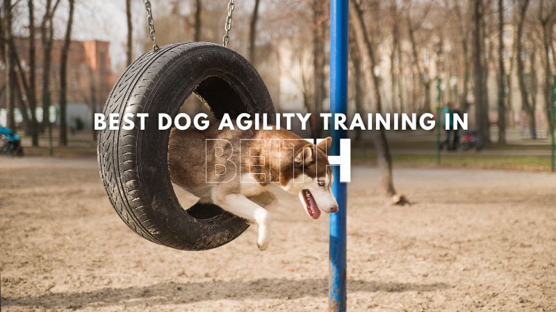 Best Dog Agility Training in Beith