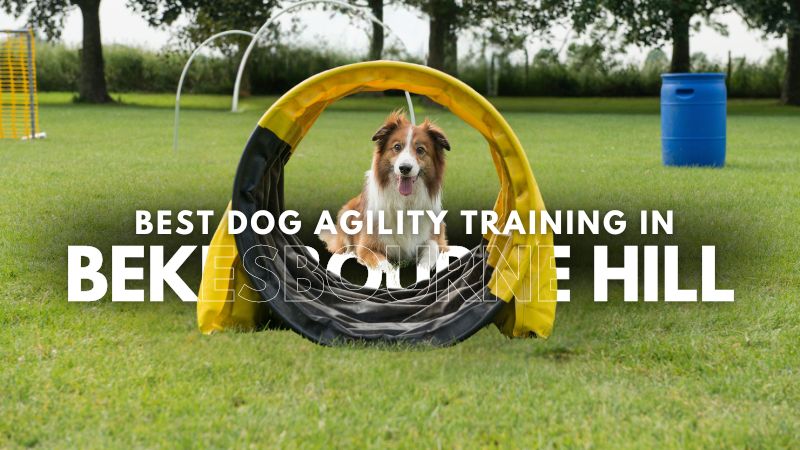 Best Dog Agility Training in Bekesbourne Hill