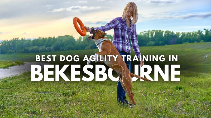 Best Dog Agility Training in Bekesbourne