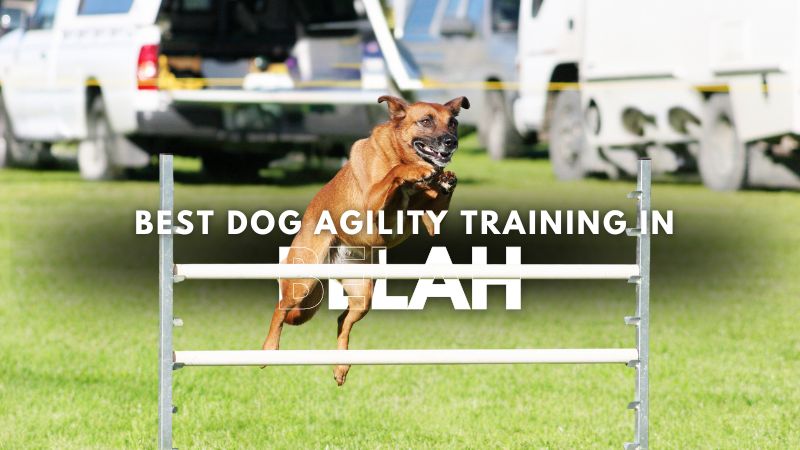 Best Dog Agility Training in Belah