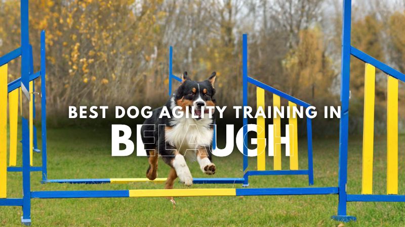 Best Dog Agility Training in Belaugh