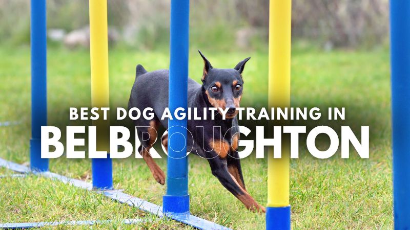 Best Dog Agility Training in Belbroughton