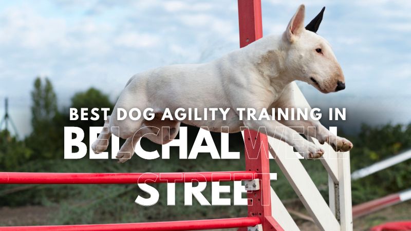 Best Dog Agility Training in Belchalwell Street