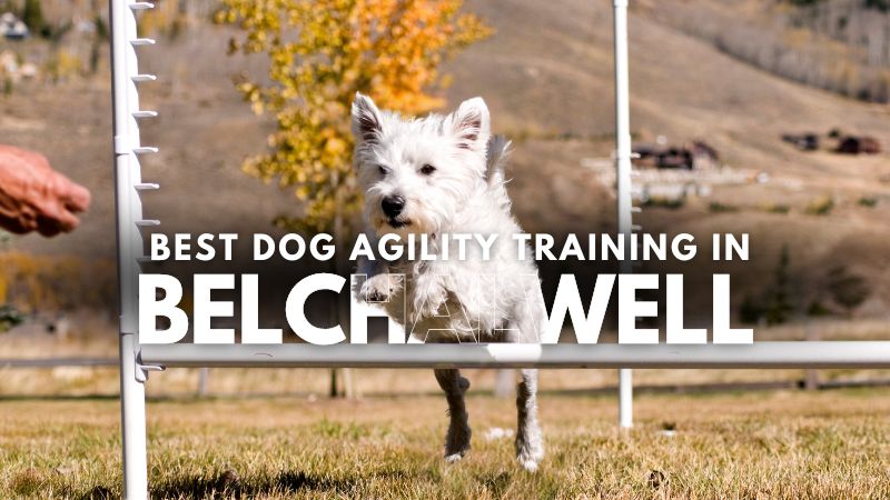 Best Dog Agility Training in Belchalwell