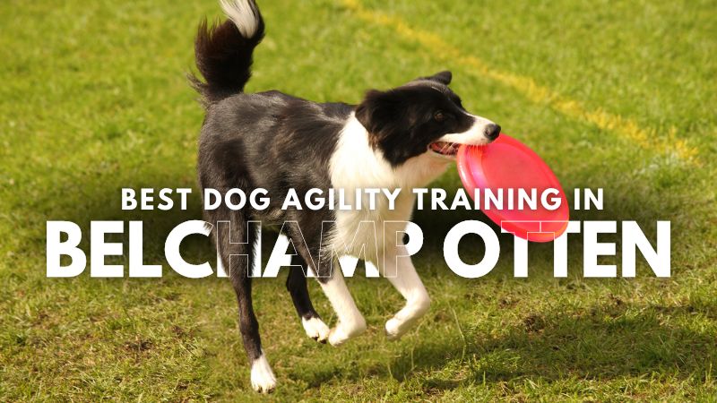 Best Dog Agility Training in Belchamp Otten
