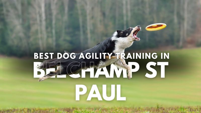 Best Dog Agility Training in Belchamp St Paul