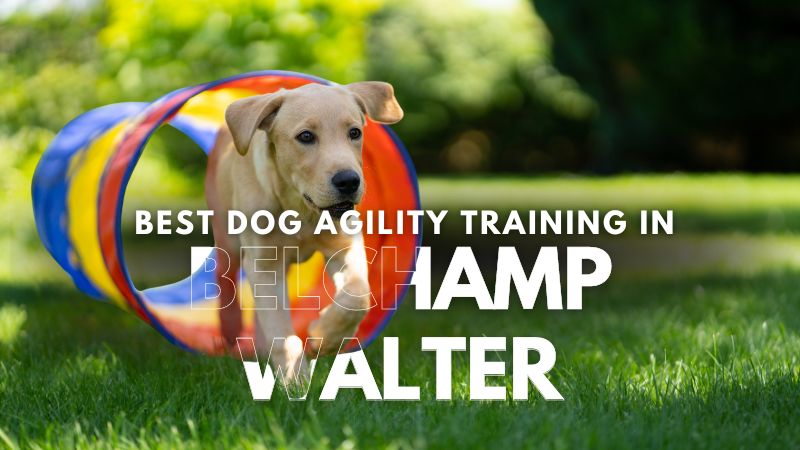 Best Dog Agility Training in Belchamp Walter