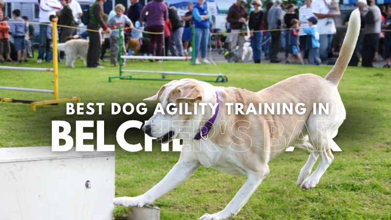 Best Dog Agility Training in Belcher's Bar