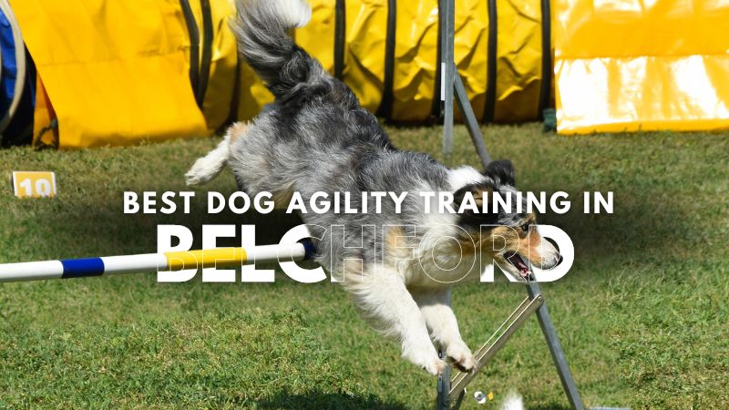 Best Dog Agility Training in Belchford