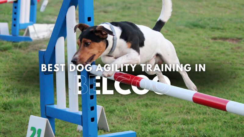Best Dog Agility Training in Belcoo