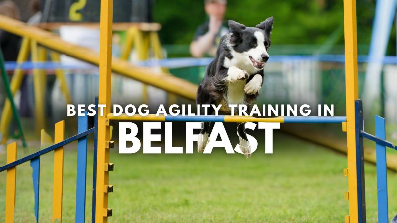 Best Dog Agility Training in Belfast