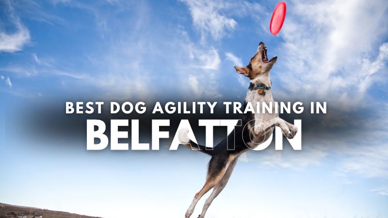 Best Dog Agility Training in Belfatton