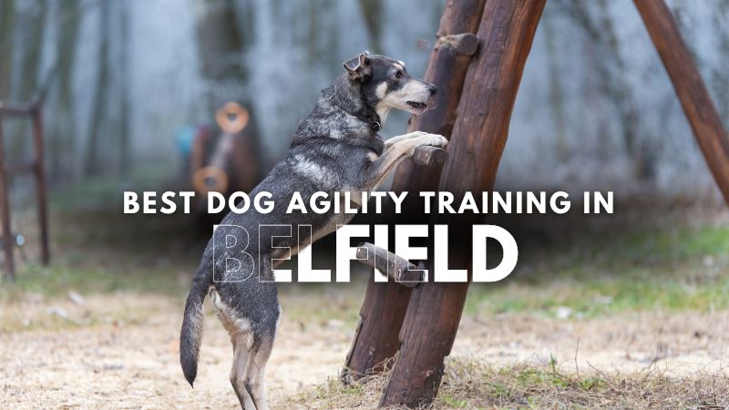 Best Dog Agility Training in Belfield