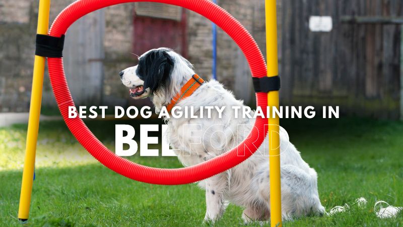 Best Dog Agility Training in Belford
